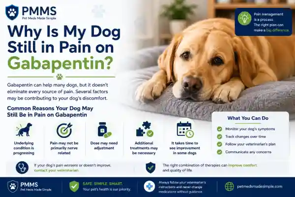 Why Is My Dog Still in Pain on Gabapentin