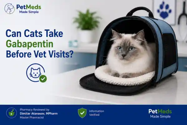 Can Cats Take Gabapentin Before Vet Visits