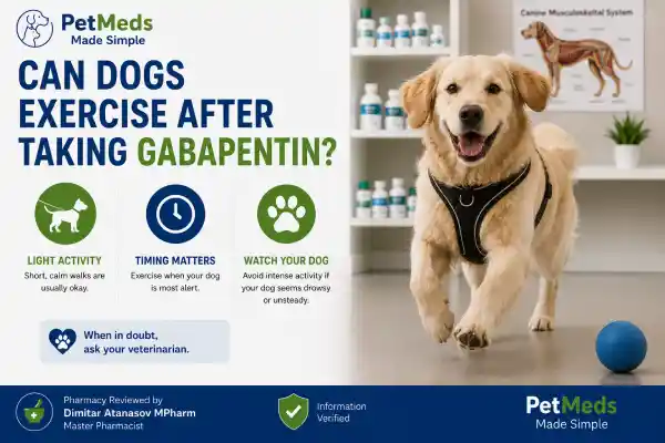 Can Dogs Exercise After Taking Gabapentin?