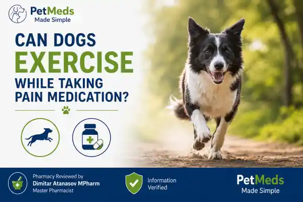 Can Dogs Exercise While Taking Pain Medication