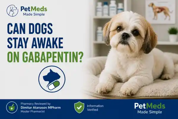 Can Dogs Stay Awake on Gabapentin