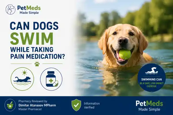 Can Dogs Swim While Taking Pain Medication