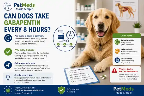 Can Dogs Take Gabapentin Every 8 Hours