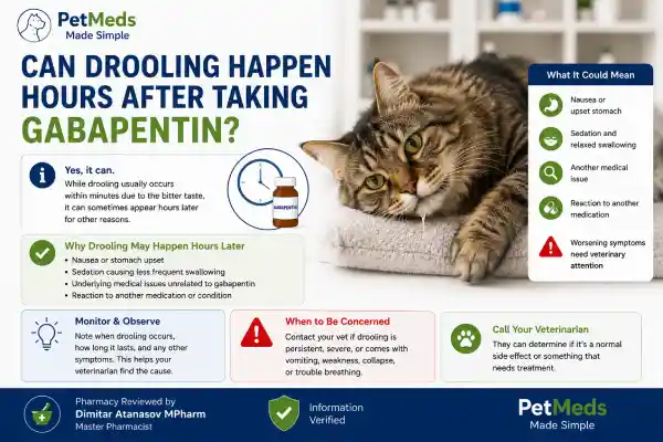 Why Is My Cat Drooling After Gabapentin