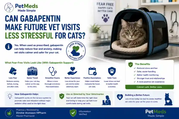 Can Cats Take Gabapentin Before Vet Visits