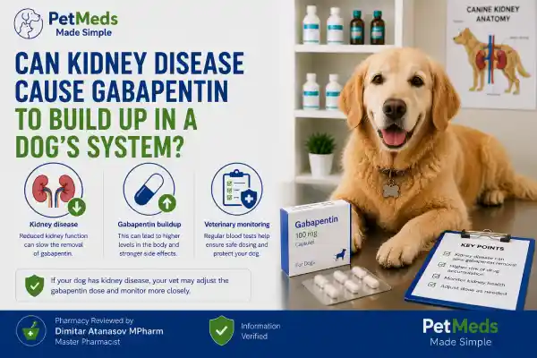 Does Gabapentin Build Up in a Dog's System