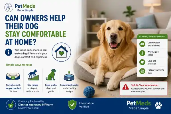 Can Dogs Take Gabapentin for Arthritis Forever
