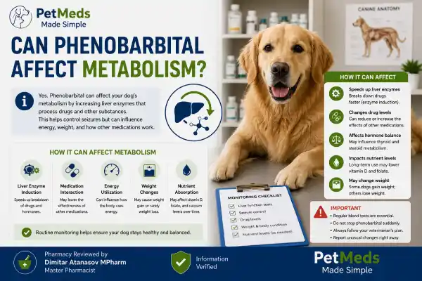 Why Is My Dog Hungry All the Time on Phenobarbital