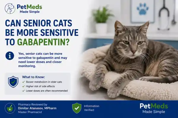 Can Senior Cats Be More Sensitive to Gabapentin?
