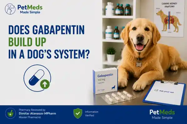 Does Gabapentin Build Up in a Dog's System