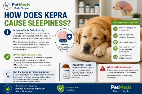 Why Is My Dog Sleeping All Day on Keppra