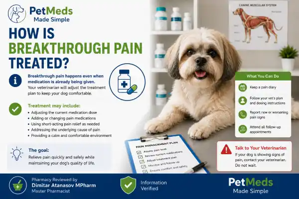 Why Is My Dog Crying Before the Next Gabapentin Dose