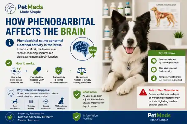 Why Is My Dog Wobbly After Phenobarbital