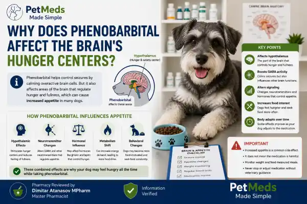 Why Is My Dog Hungry All the Time on Phenobarbital