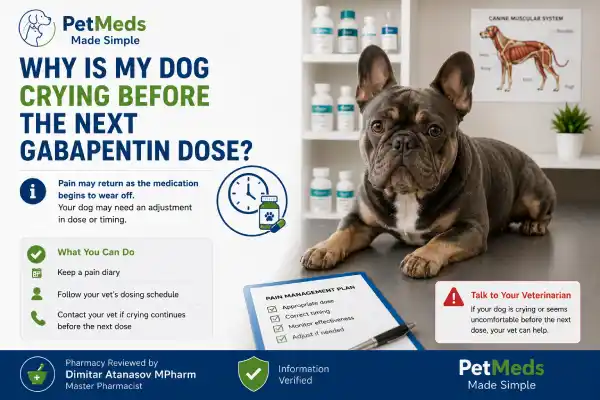 Why Is My Dog Crying Before the Next Gabapentin Dose