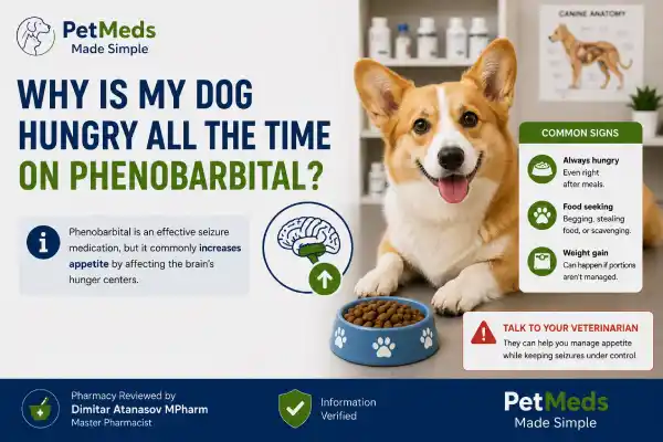 Why Is My Dog Hungry All the Time on Phenobarbital