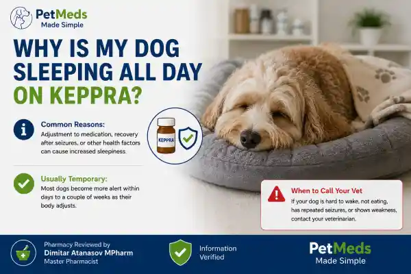 Why Is My Dog Sleeping All Day on Keppra
