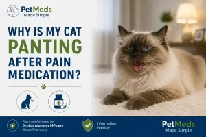 Why Is My Cat Panting After Pain Medication