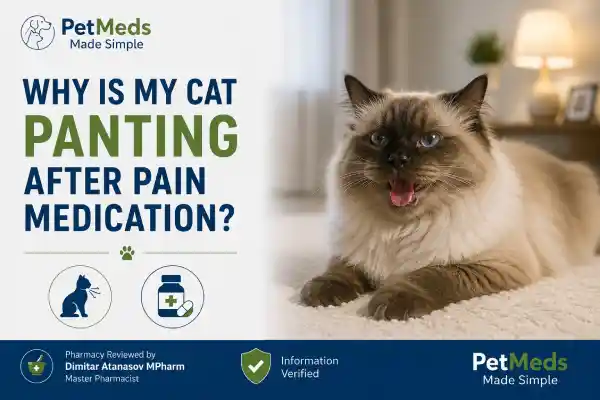 Why Is My Cat Panting After Pain Medication